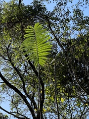 Schizolobium parahyba