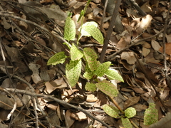 Muehlenbeckia hastulata