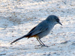 Curruca subcoerulea cinerascens
