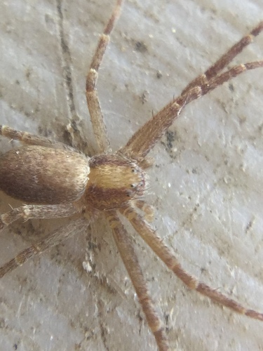 White-striped Running Crab Spider