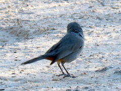 Curruca subcoerulea cinerascens