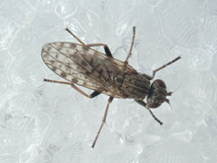 Pherbellia schoenherri