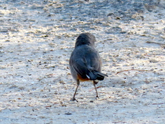 Curruca subcoerulea cinerascens