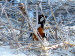 Curruca subcoerulea cinerascens