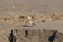 Ammodramus aurifrons