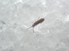 Isotomurus