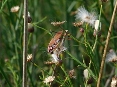 Scaphura elegans