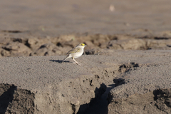 Ammodramus aurifrons