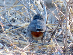 Curruca subcoerulea cinerascens