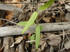 Diplolepis pachyphylla