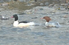 Mergus merganser