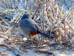 Curruca subcoerulea cinerascens