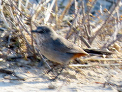 Curruca subcoerulea cinerascens