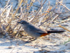 Curruca subcoerulea cinerascens