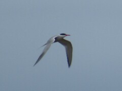 Sterna hirundo