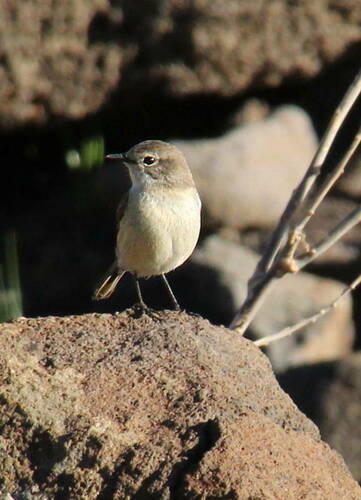 Fuerteventura Stonechat