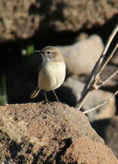 Saxicola dacotiae