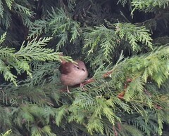 Troglodytes troglodytes