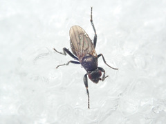 Sphaeroceridae