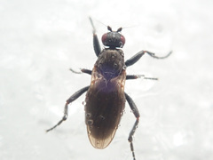 Sphaeroceridae