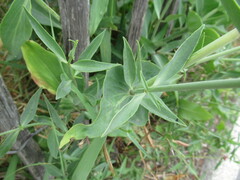 Centranthus ruber