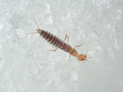 Nebriinae