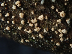 Pezicula corylina