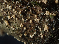 Pezicula corylina