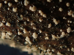 Pezicula corylina