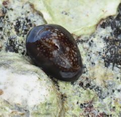 Monetaria caputophidii