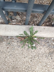 Reichardia picroides