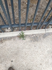 Reichardia picroides