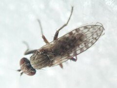 Pherbellia schoenherri