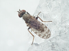 Pherbellia schoenherri