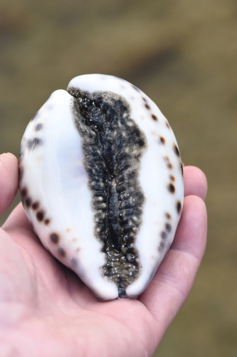 Cypraea tigris observed 2022-05-16