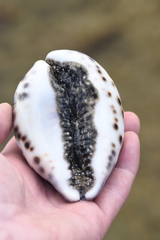 Cypraea tigris