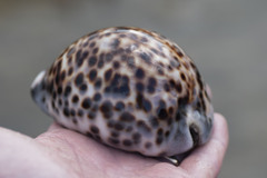 Cypraea tigris