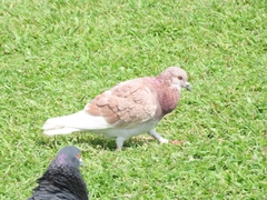 Columba livia domestica