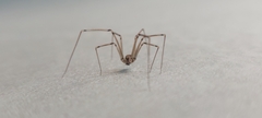 Pholcus phalangioides