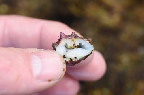 Drupa ricinus observed 2022-05-16