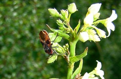 Tropidothorax leucopterus