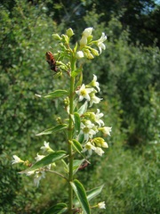 Tropidothorax leucopterus