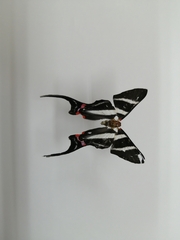 Rhetus arcius