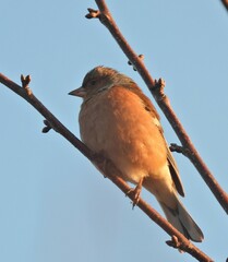 Fringilla coelebs