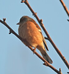 Fringilla coelebs