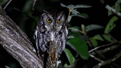 Megascops asio mccallii