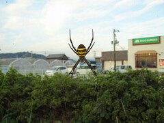 Argiope amoena