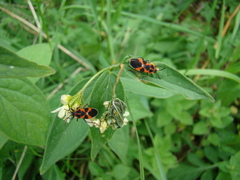Tropidothorax leucopterus
