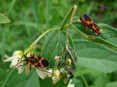 Tropidothorax leucopterus