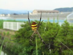 Argiope amoena
